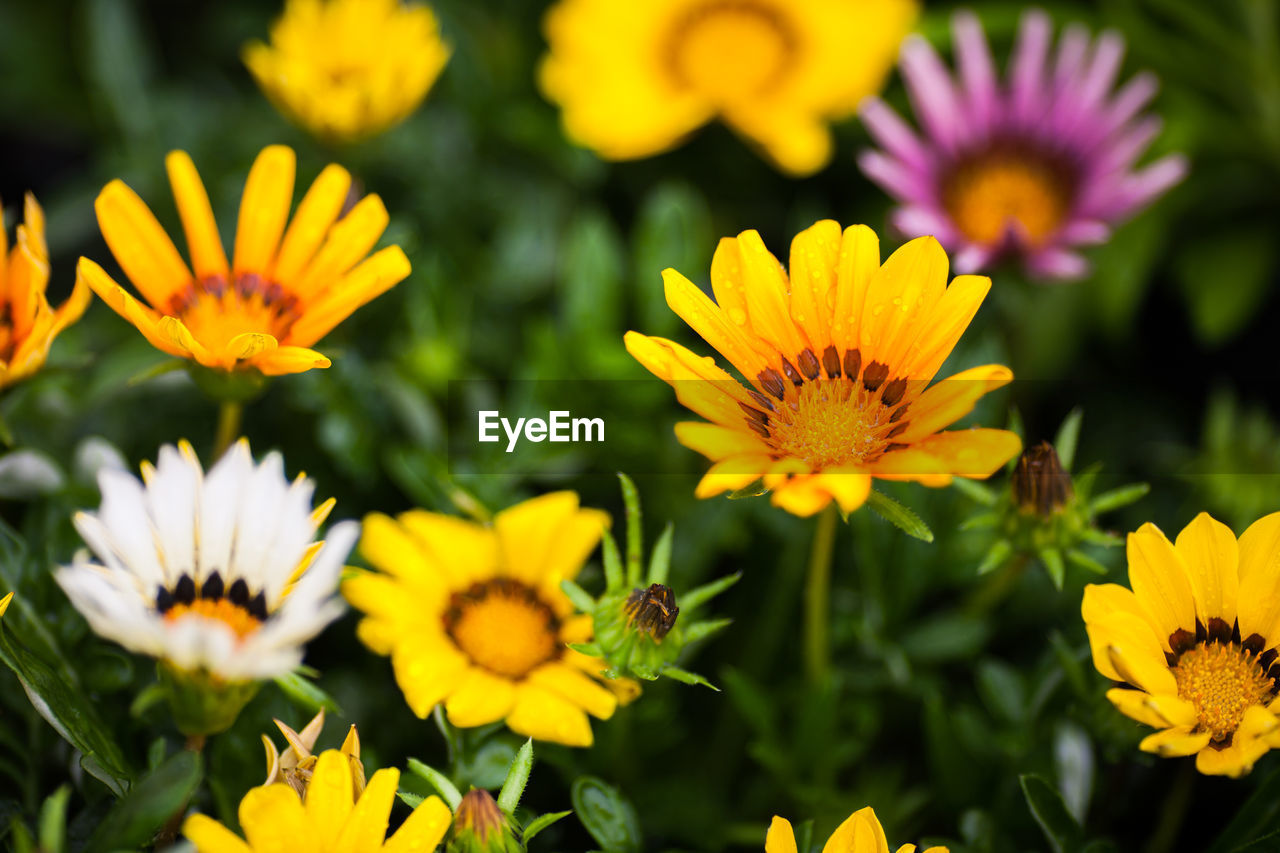 High angle view of gazania flowers blooming on field