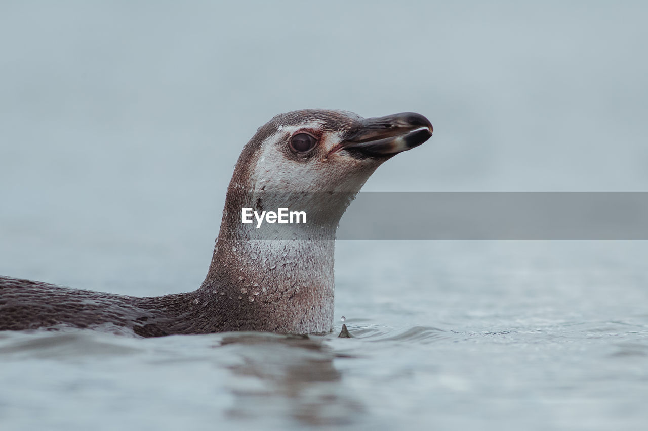 Close-up of penguin swimming in sea