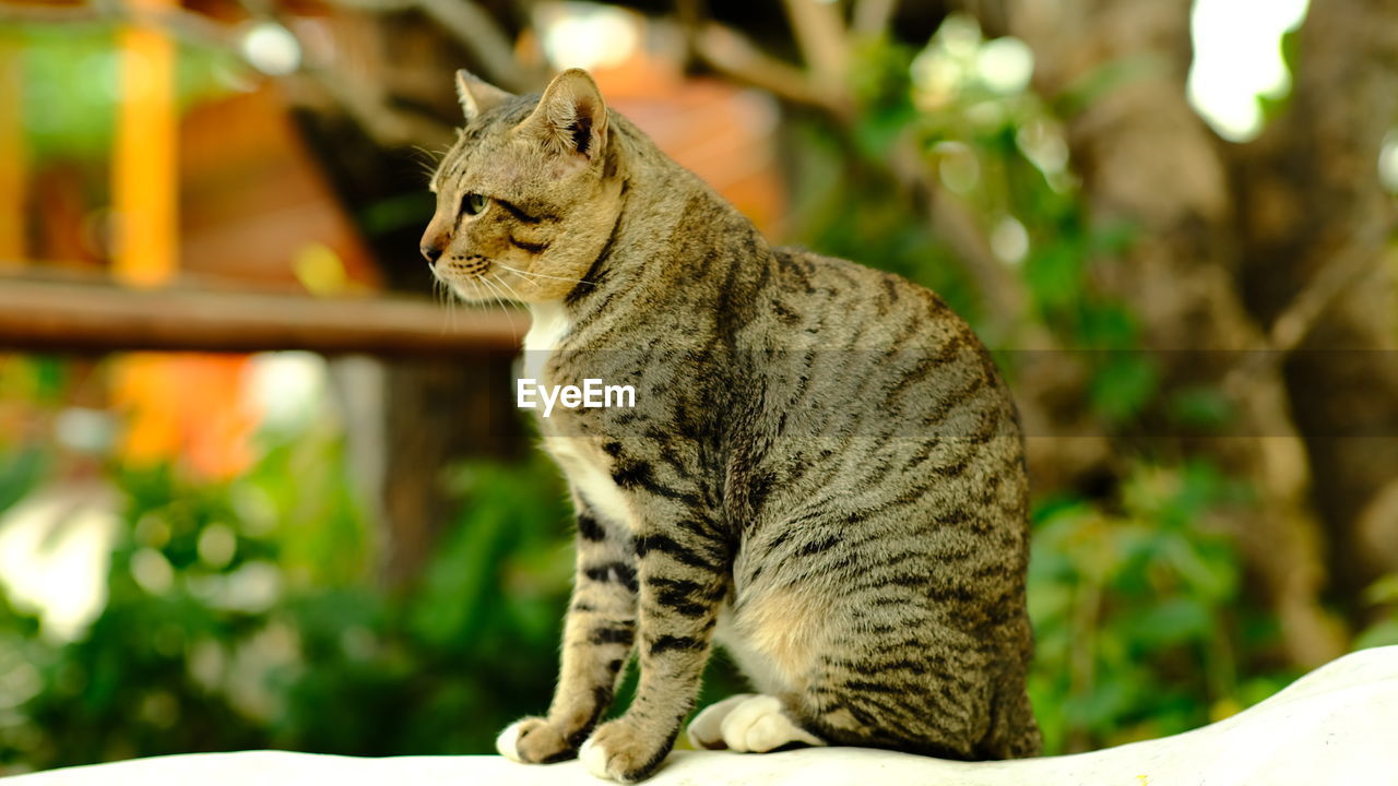 CLOSE-UP OF A CAT LOOKING AWAY OUTDOORS