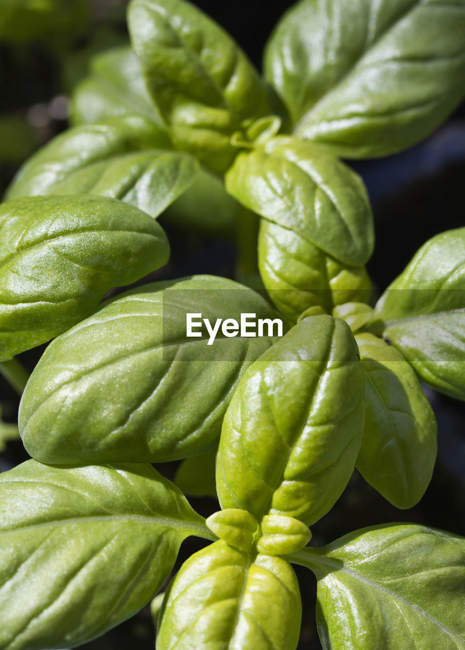 FULL FRAME SHOT OF GREEN CHILI PEPPERS