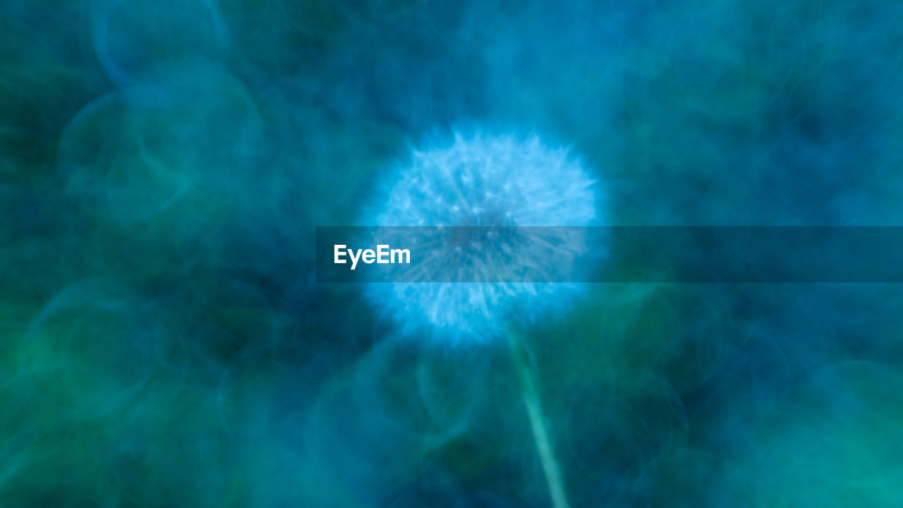 CLOSE-UP OF BLUE DANDELION ON GREEN PLANT