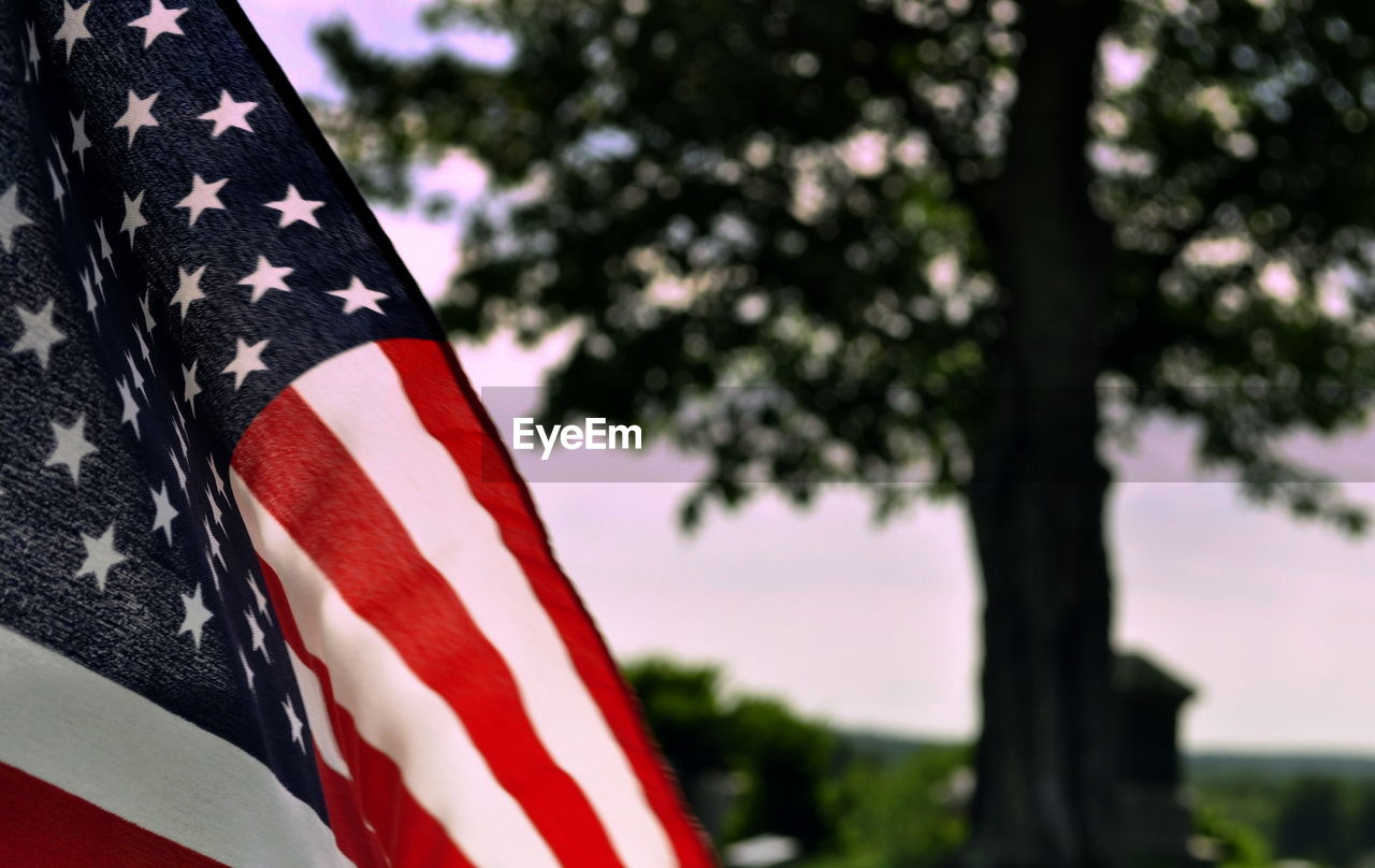 Cropped image of american flag against tree
