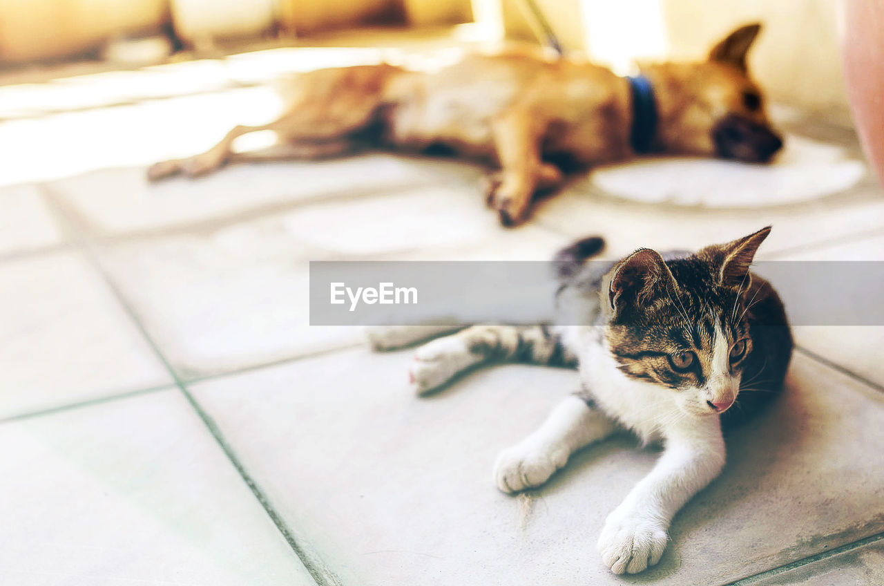 Close-up of cat with dog sleeping in background