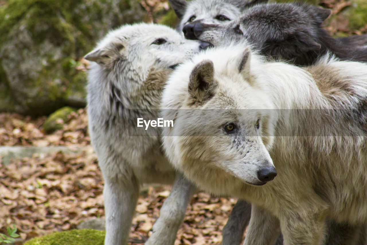 Wolves together