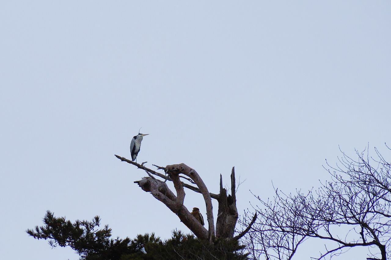 LOW ANGLE VIEW OF BIRD ON TREE AGAINST CLEAR SKY