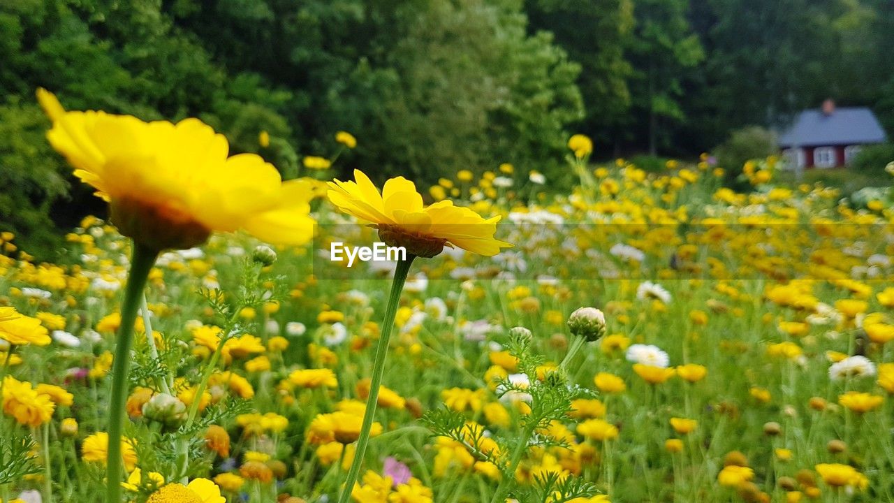 plant, flower, flowering plant, yellow, freshness, beauty in nature, field, growth, land, nature, meadow, fragility, landscape, rural scene, grassland, no people, natural environment, flower head, prairie, environment, springtime, close-up, day, agriculture, abundance, inflorescence, focus on foreground, green, outdoors, petal, wildflower, summer, blossom, sky, tranquility, selective focus, scenics - nature, flowerbed, plain, pasture, sunlight, grass, oilseed rape, non-urban scene, botany, vibrant color, tranquil scene, multi colored, tree