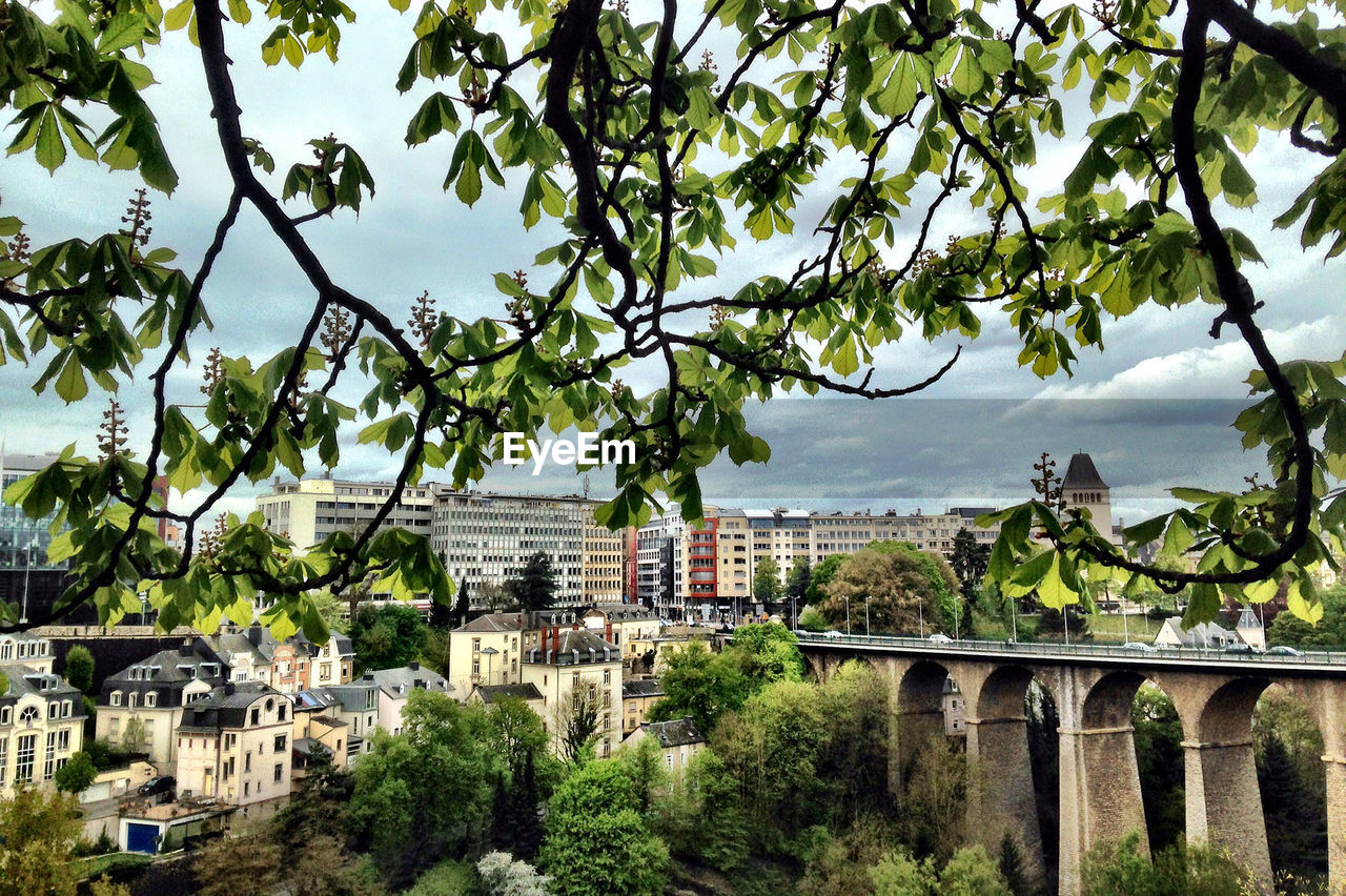 Trees and buildings against sky