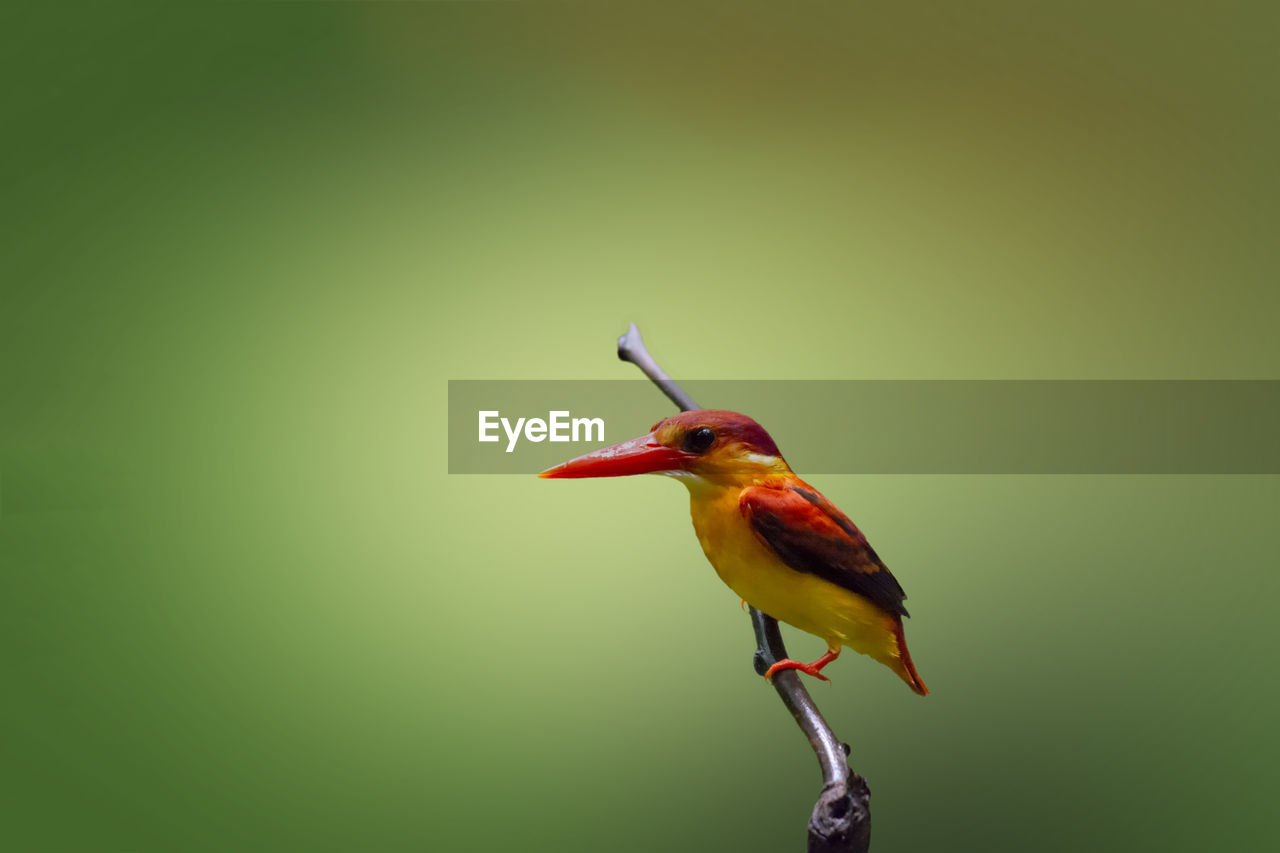 CLOSE-UP OF A BIRD PERCHING