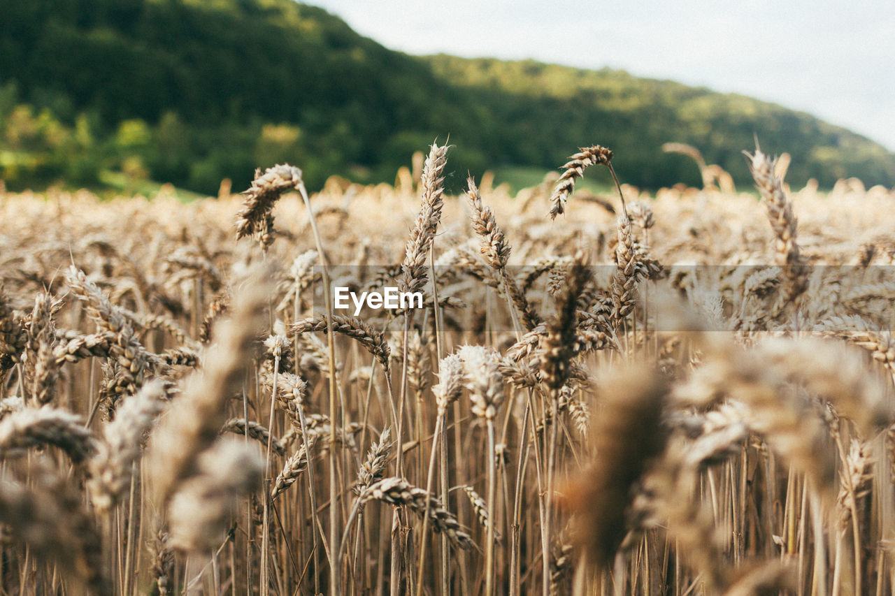 Close-up of wheat field