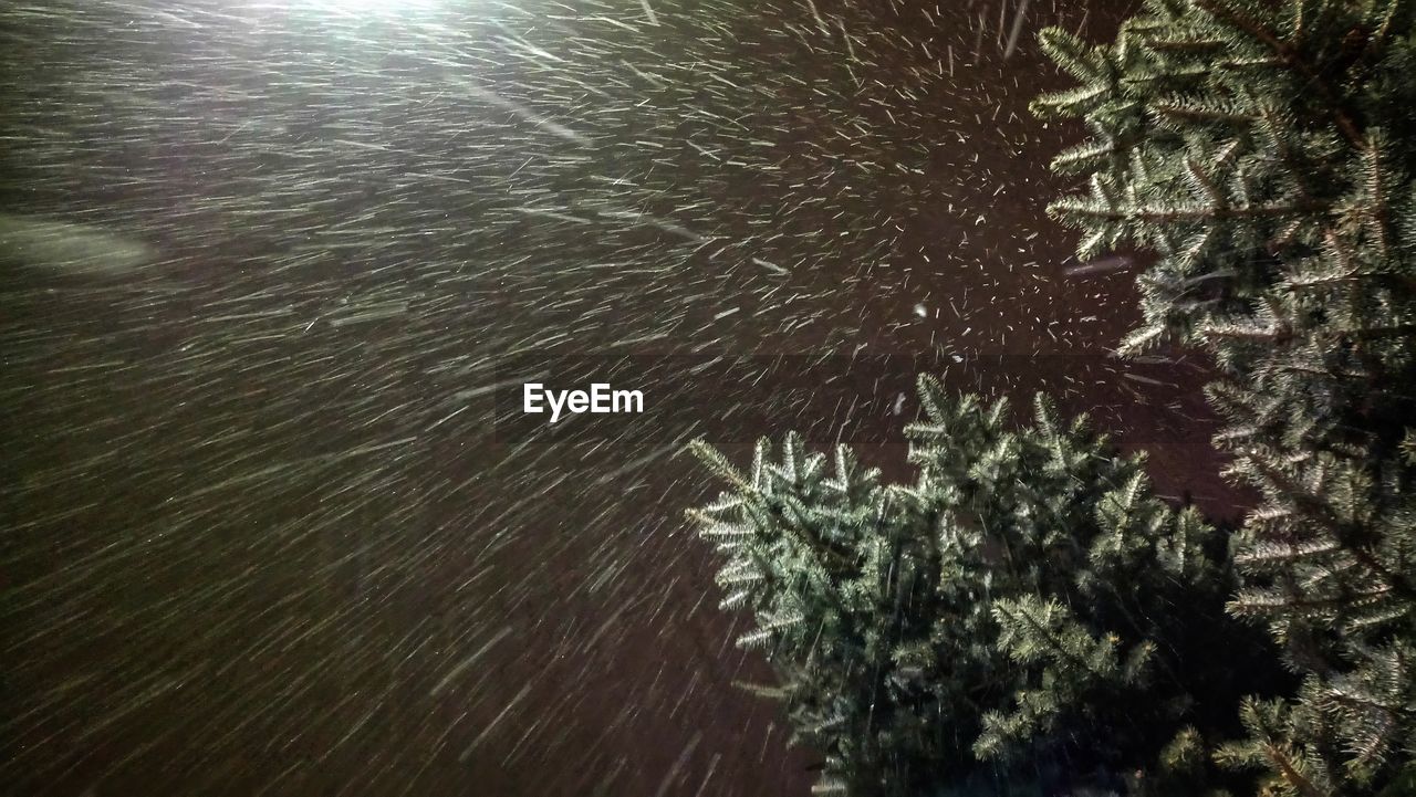 HIGH ANGLE VIEW OF ILLUMINATED TREES ON SNOW