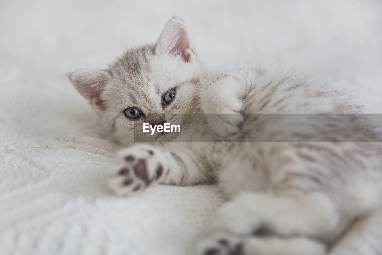 Cute tabby scottish short hair silver kitten. dreaming kittens sleep on a bed 