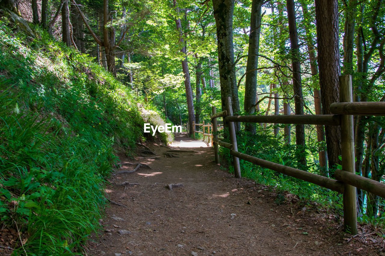 FOOTPATH IN FOREST