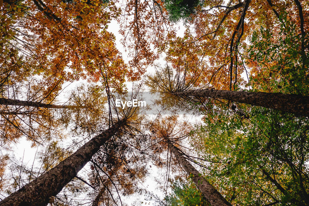 Low angle view of trees against sky in forest during autumn