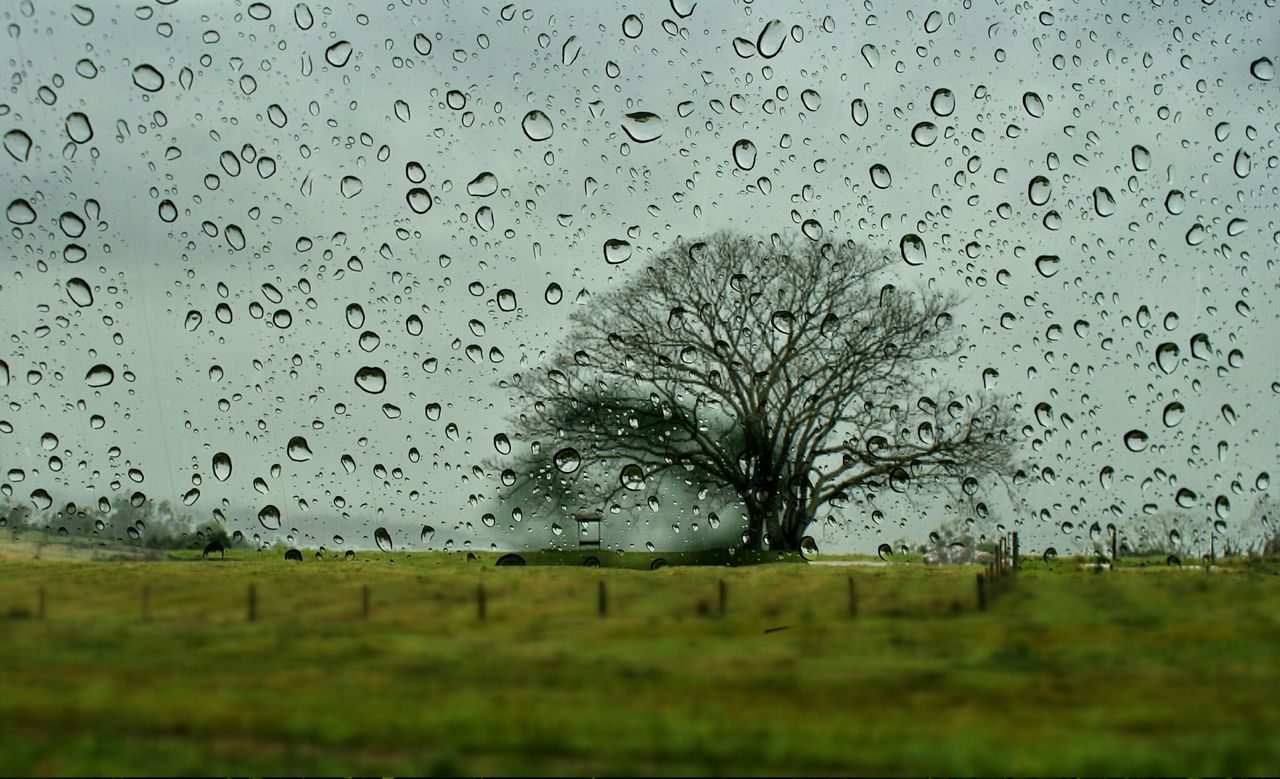 TREES ON GRASSY FIELD AGAINST SKY