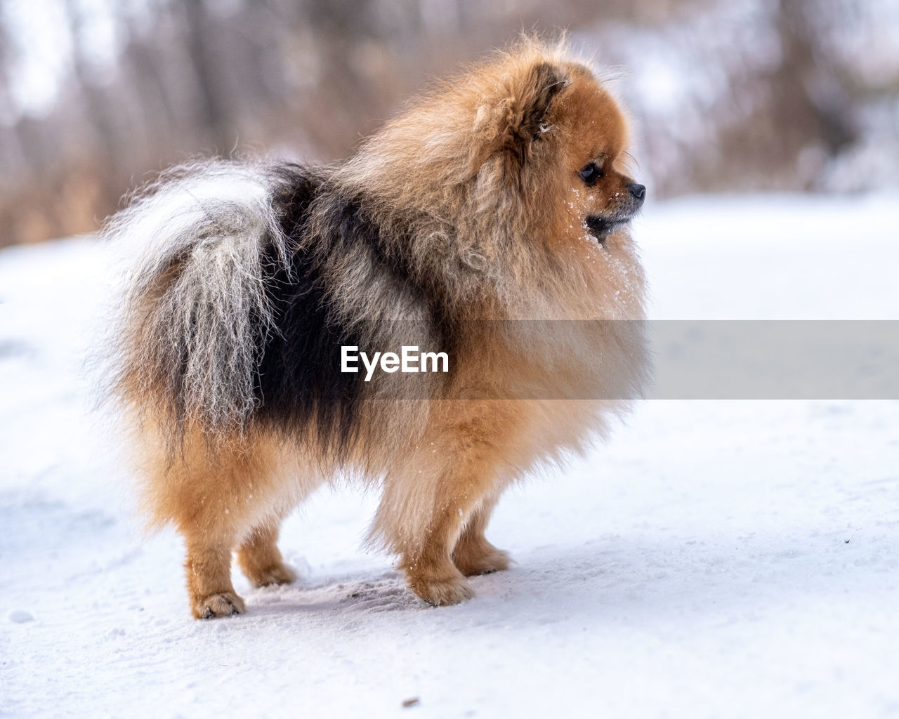 Portrait of a little spitz on a walk in winter