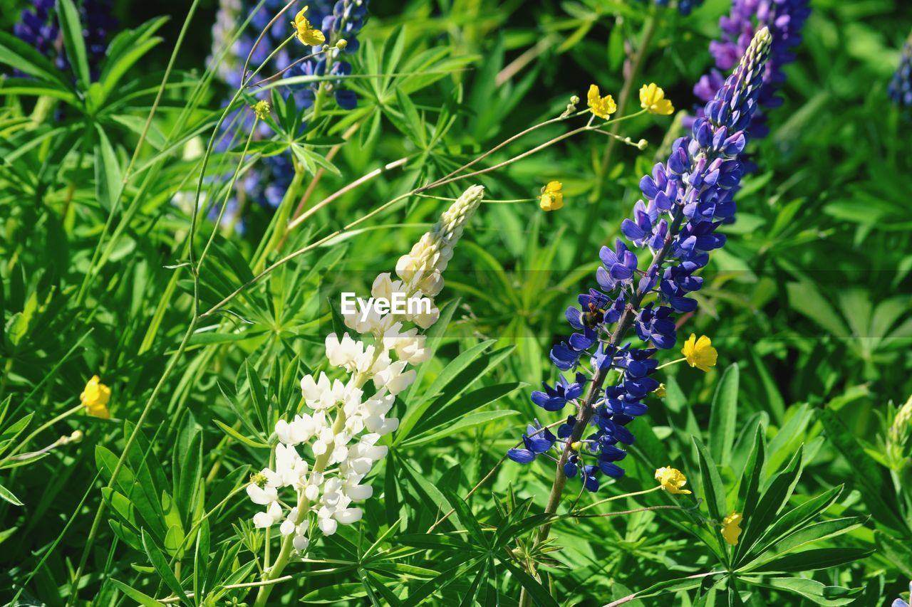 Close-up of purple flowering plants