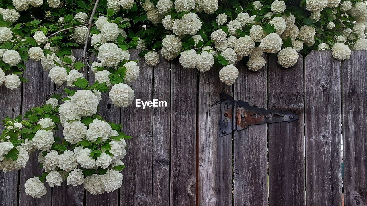 wood, plant, no people, nature, flower, green, flowering plant, day, freshness, branch, outdoors, floristry, growth, fence, leaf, close-up, beauty in nature, plant part, food and drink, food, high angle view