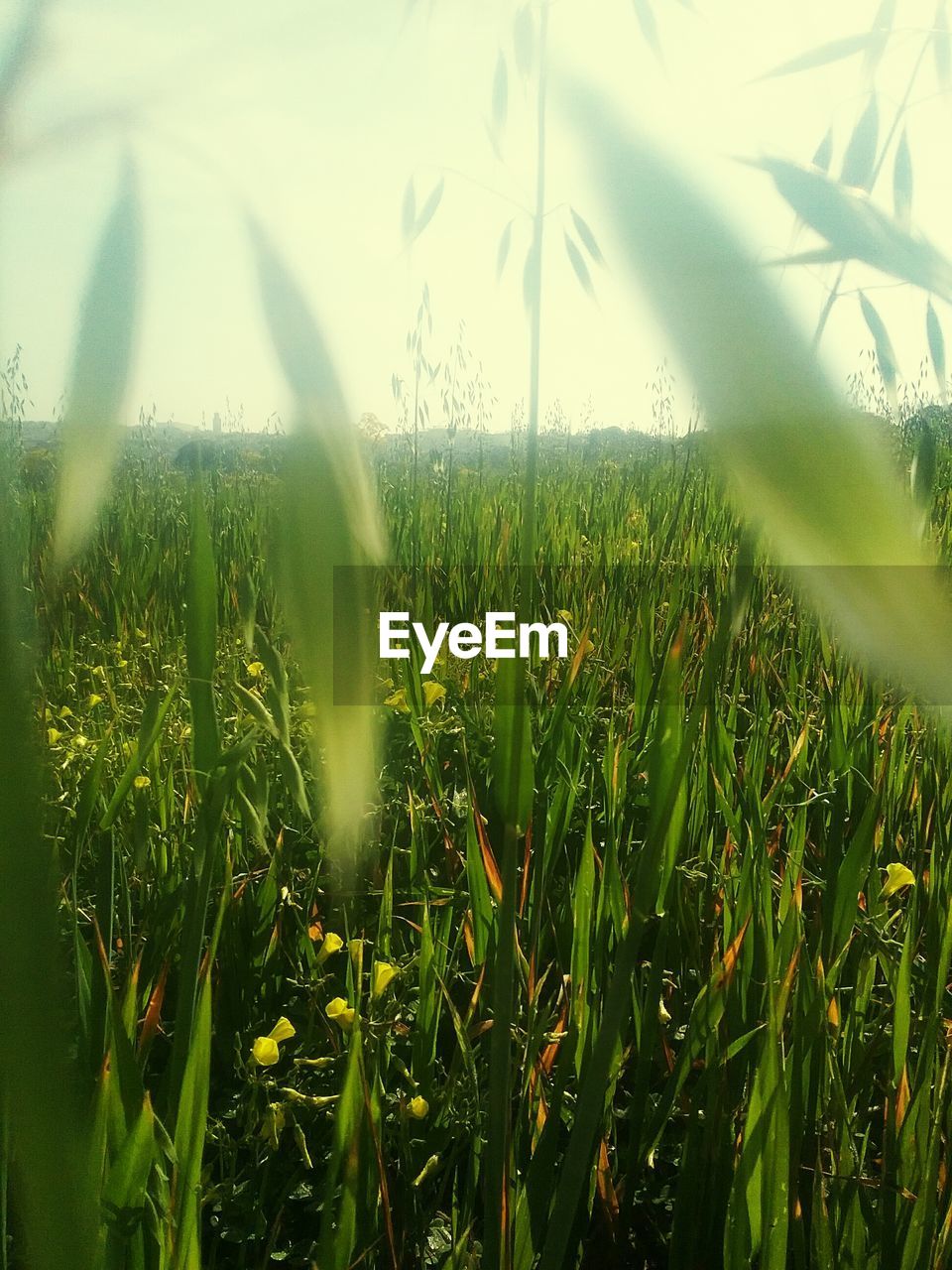 CLOSE-UP OF WET GRASS IN FIELD