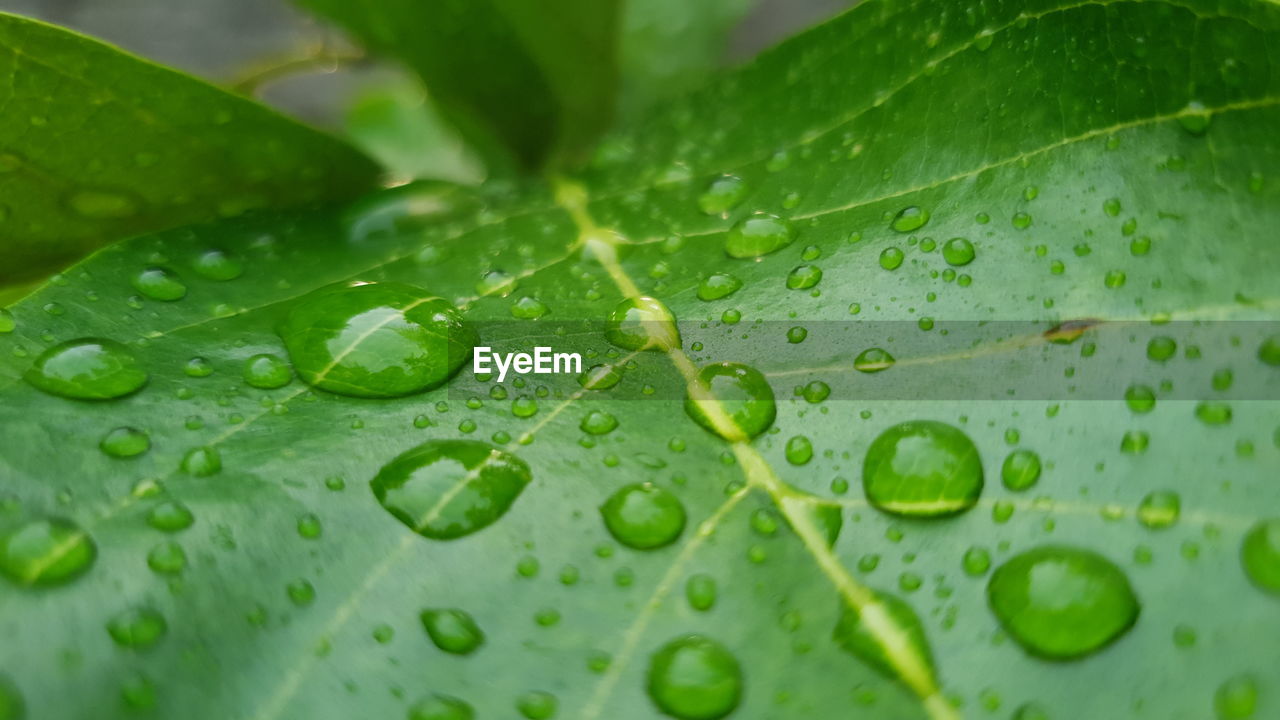 FULL FRAME SHOT OF WET LEAVES