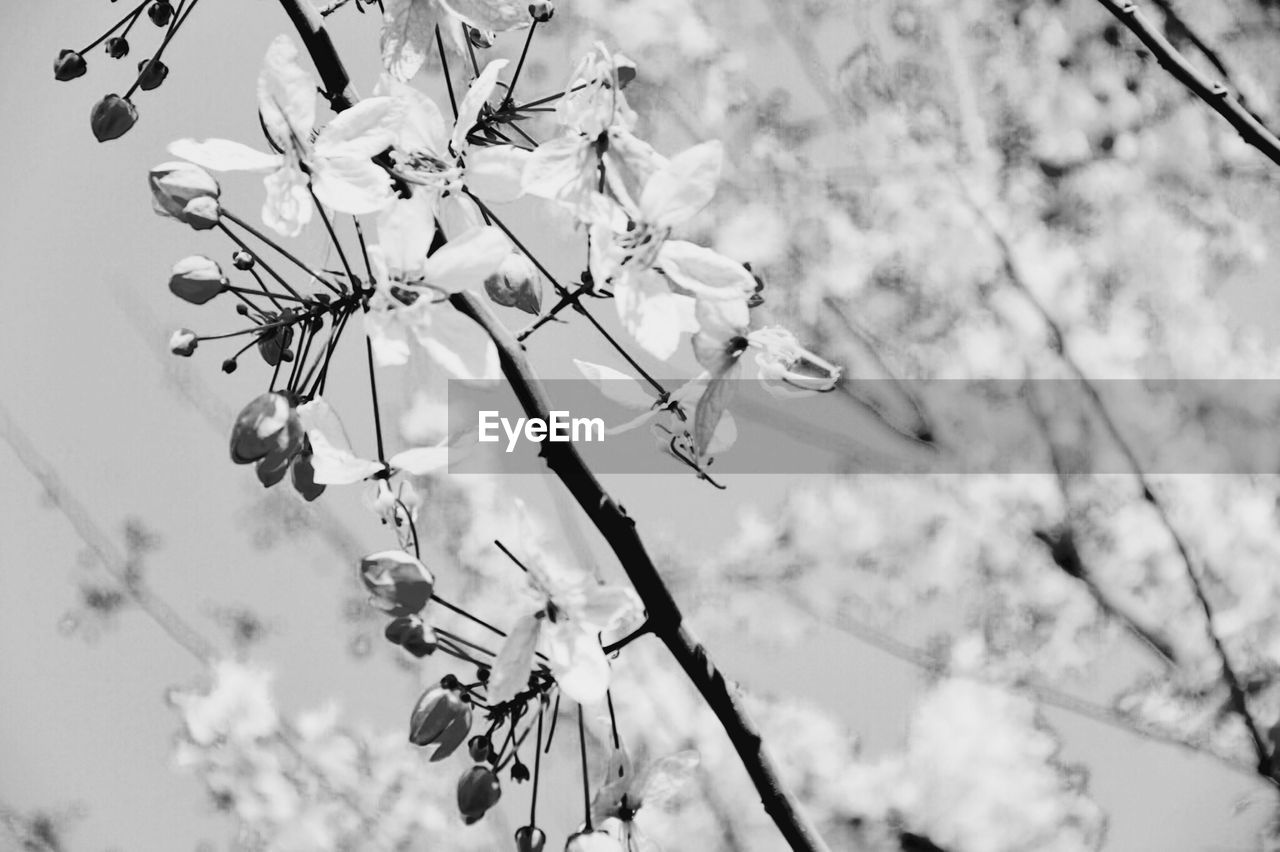 CLOSE-UP OF CHERRY BLOSSOMS AGAINST SKY