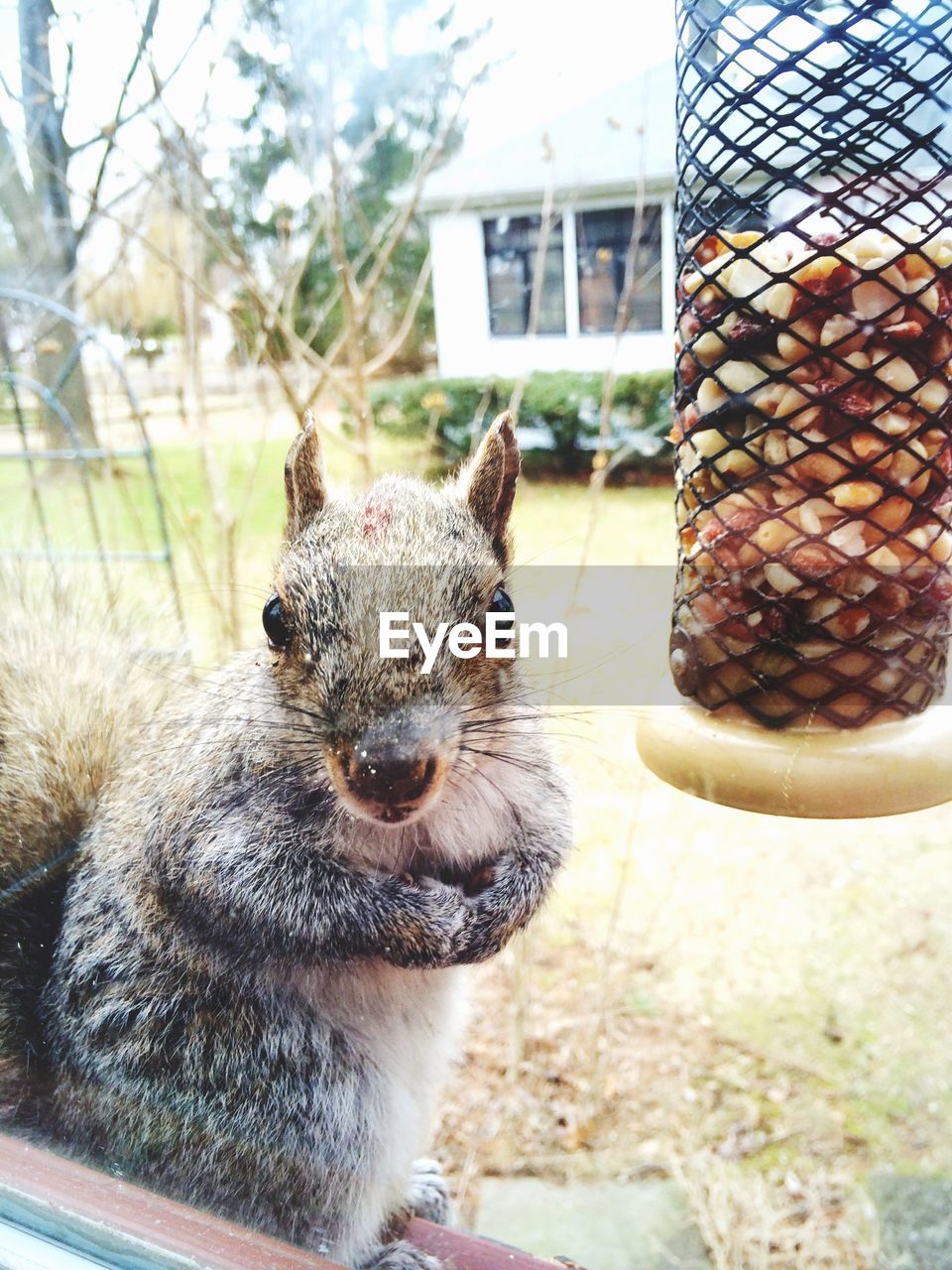 Close-up of squirrel by bird feeder