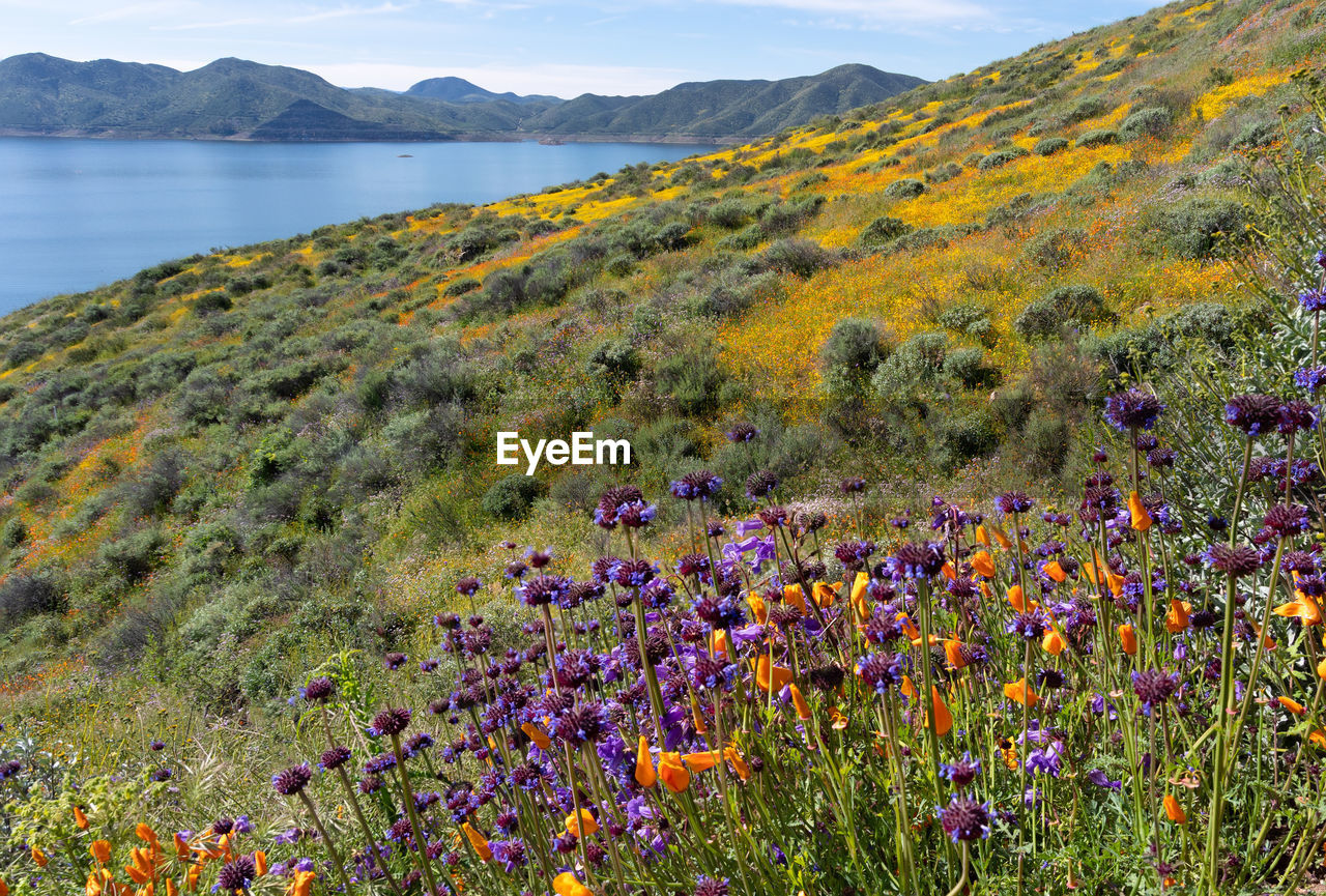 Superbloom of wildflowers at diamond valley lake