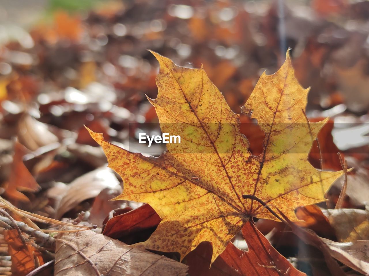 Autumn leaf in sunshine, against the light