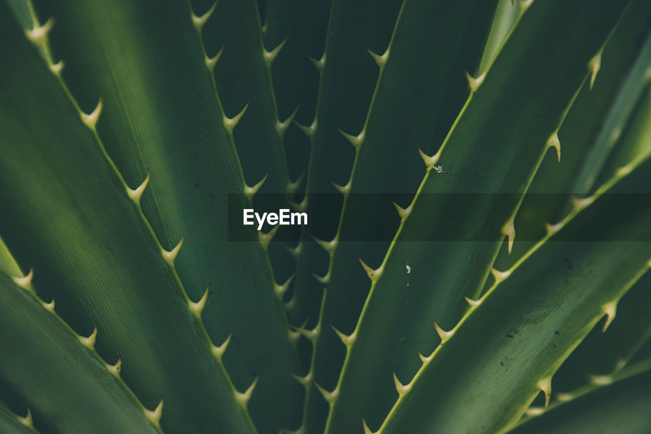 Close-up of succulent plant leaves