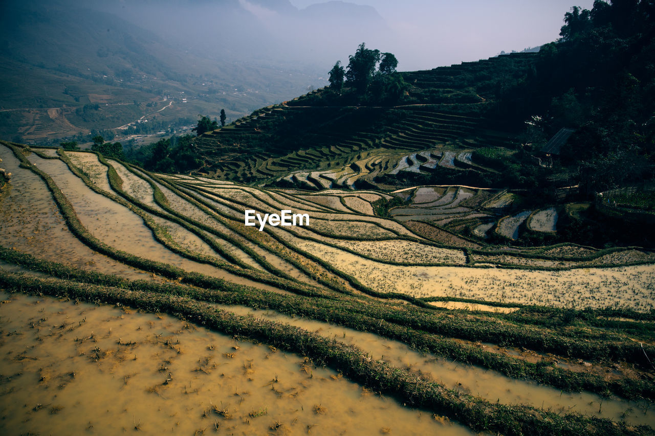 SCENIC VIEW OF RICE PADDY