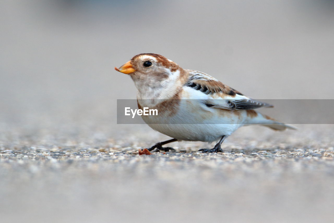 Close-up of snow bunting on street