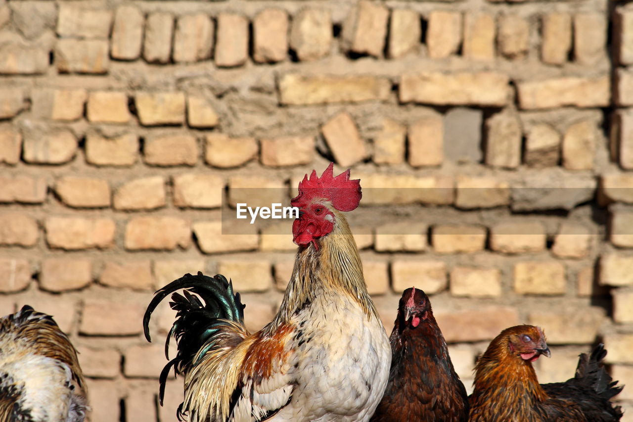 View of rooster against brick wall