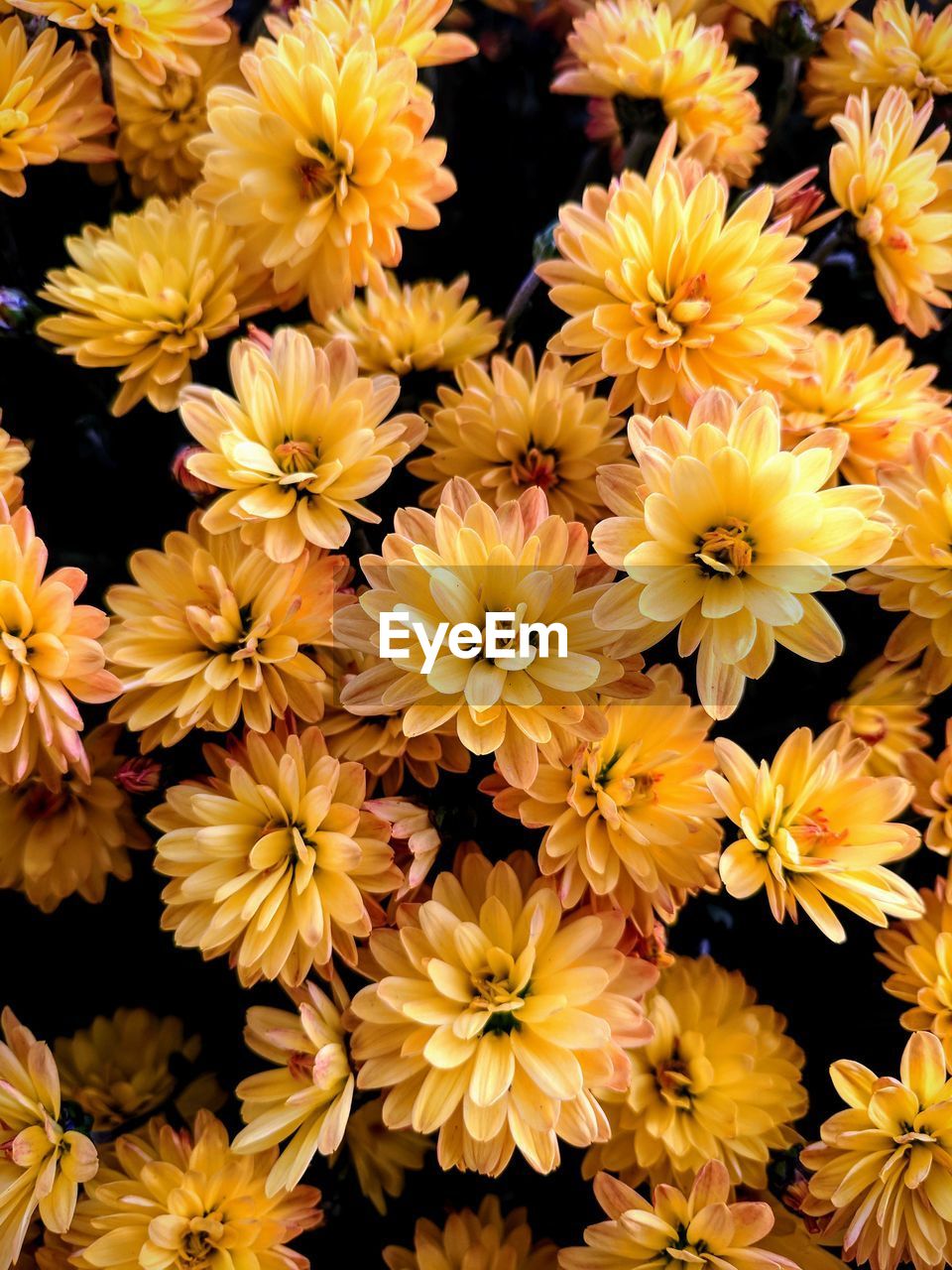 Full frame shot of yellow flowers