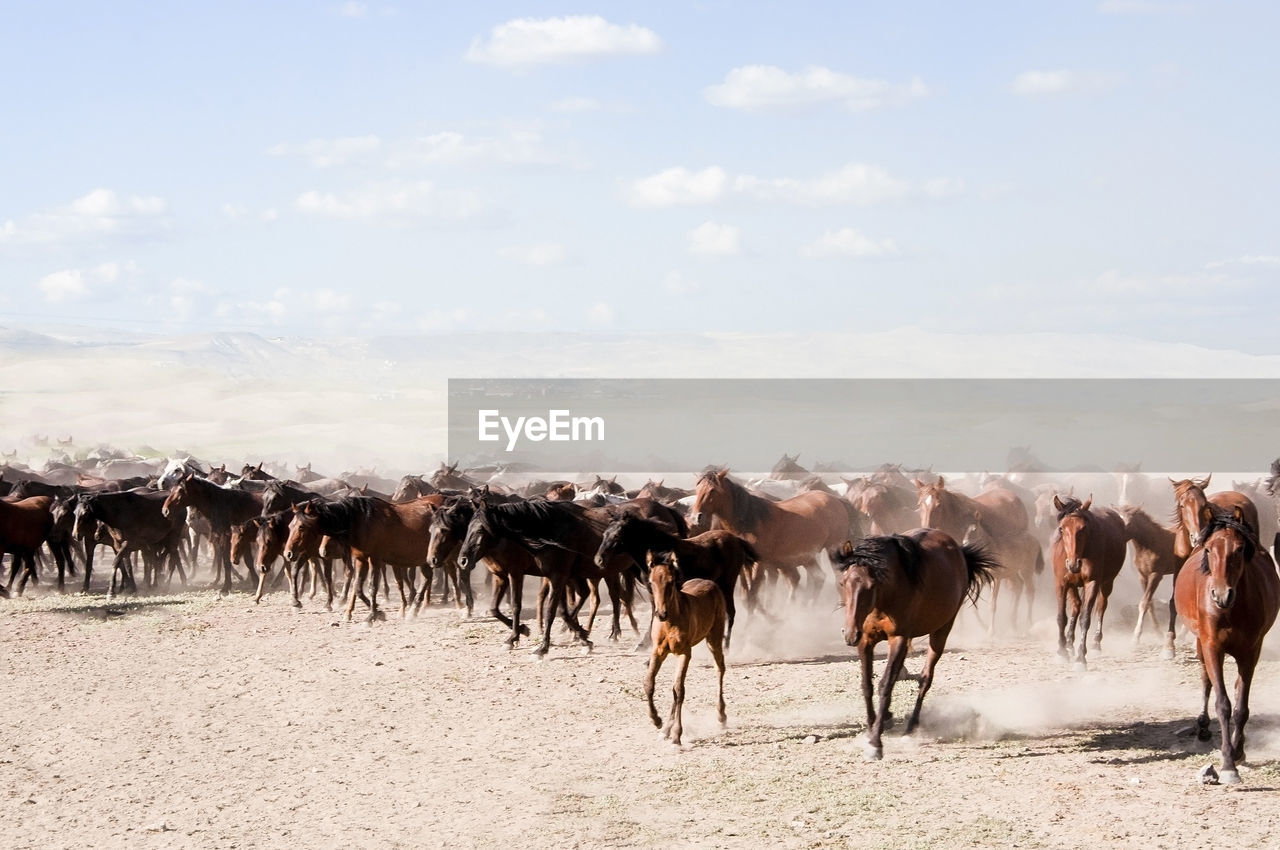 VIEW OF HORSES ON FIELD