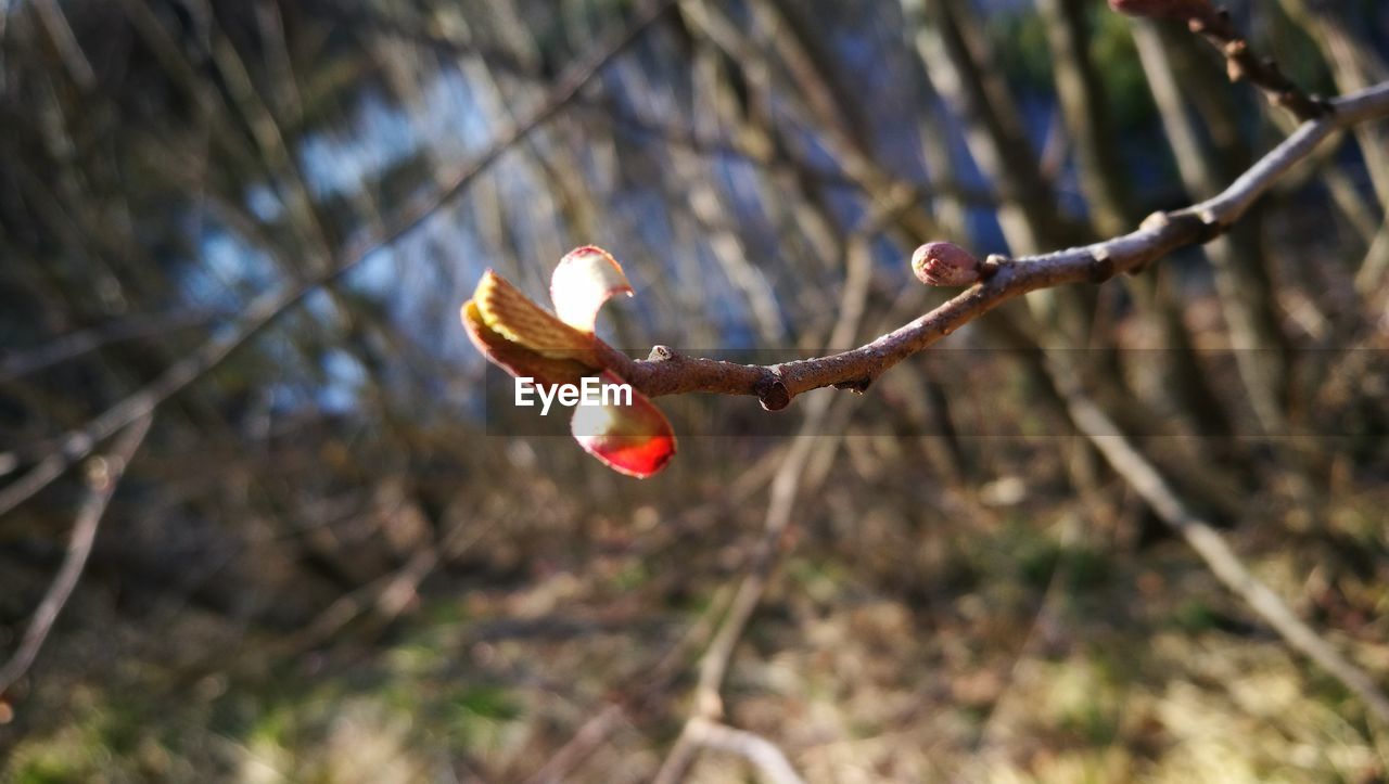 Close-up of flower buds on branch