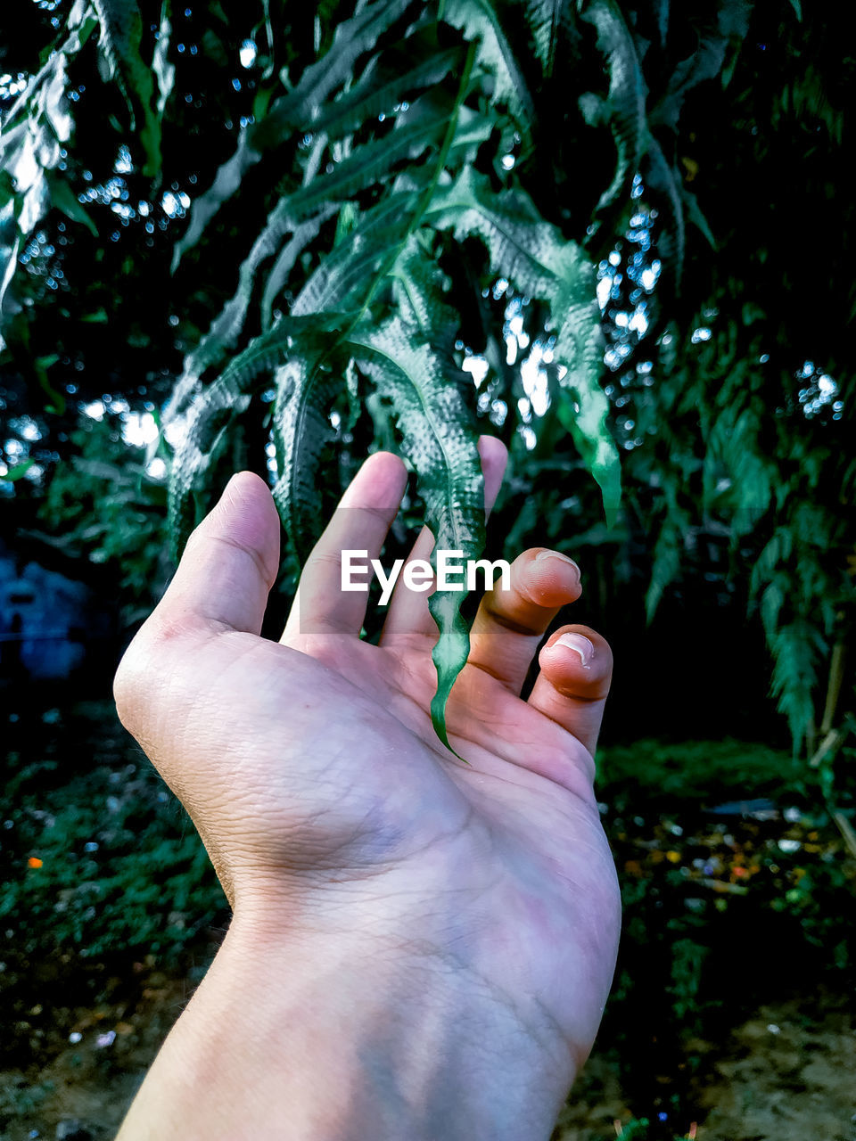 Close-up of human hand against tree