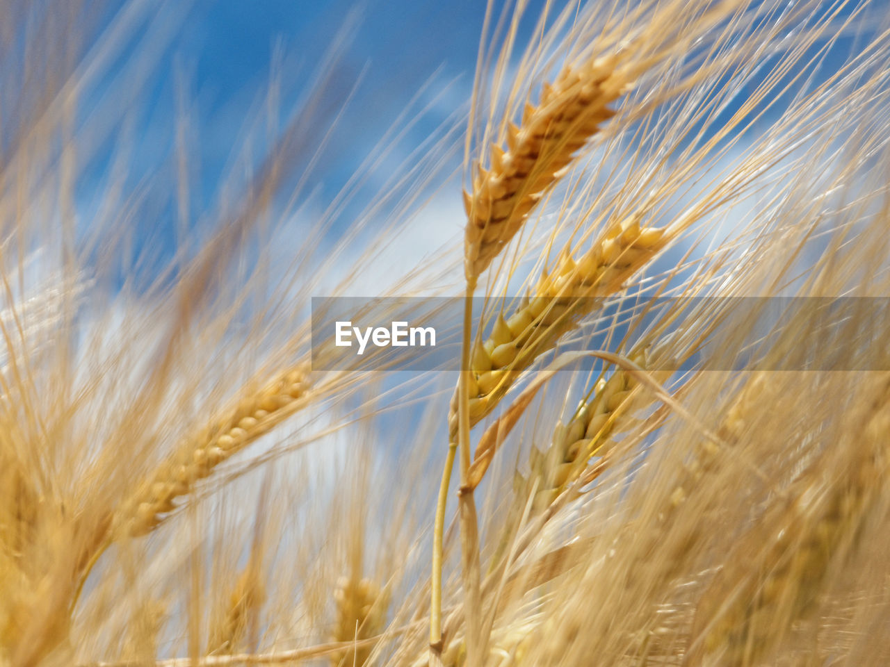 Close-up of wheat field