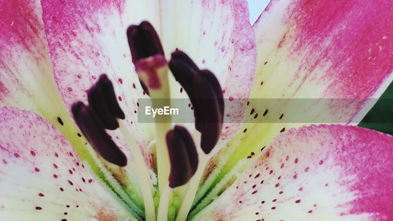 CLOSE-UP OF PINK FLOWER