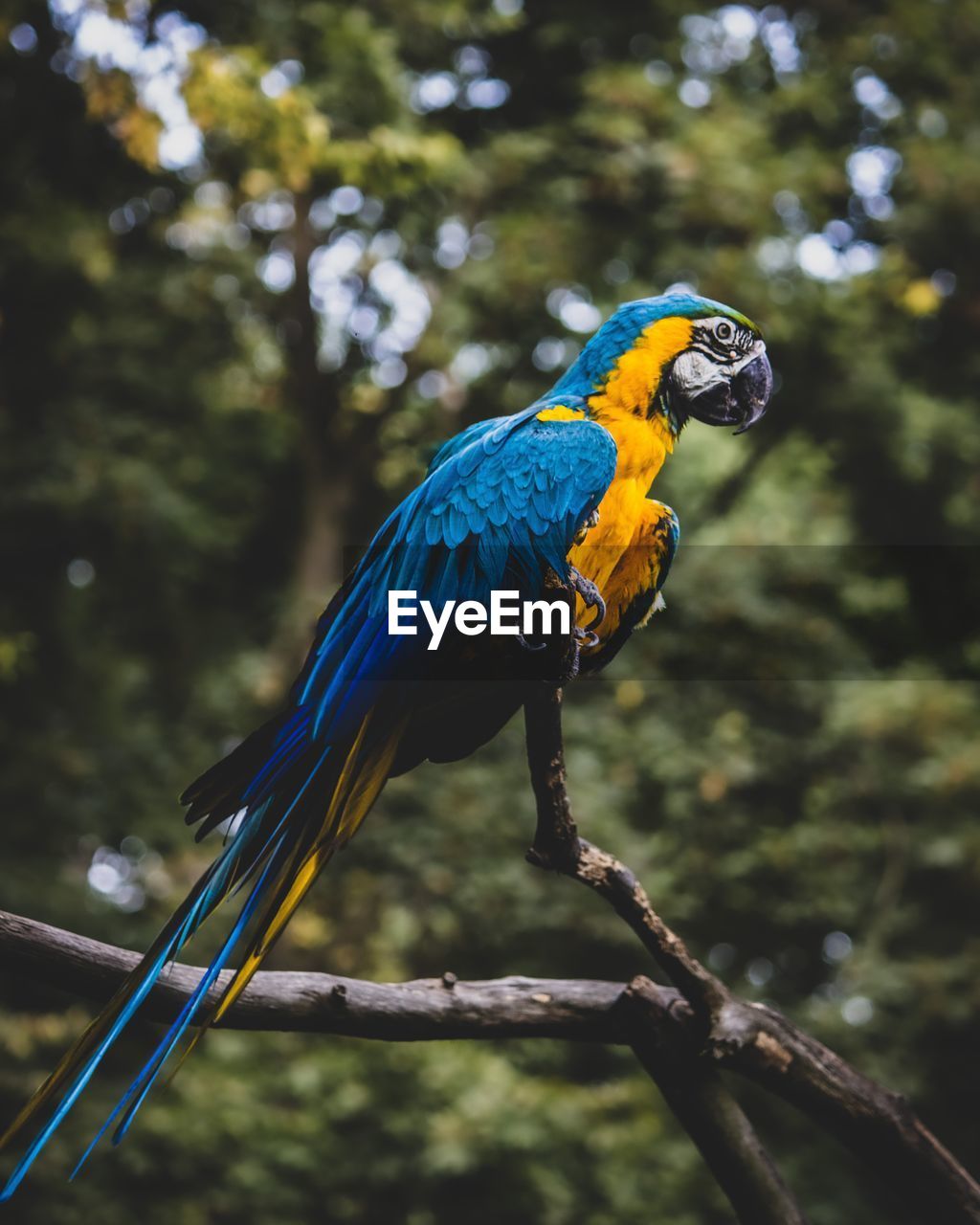 Parrot perching on branch