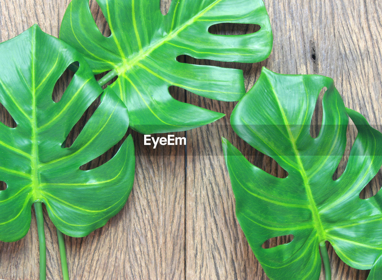 Tropical monstera palm leaves tree on wood background