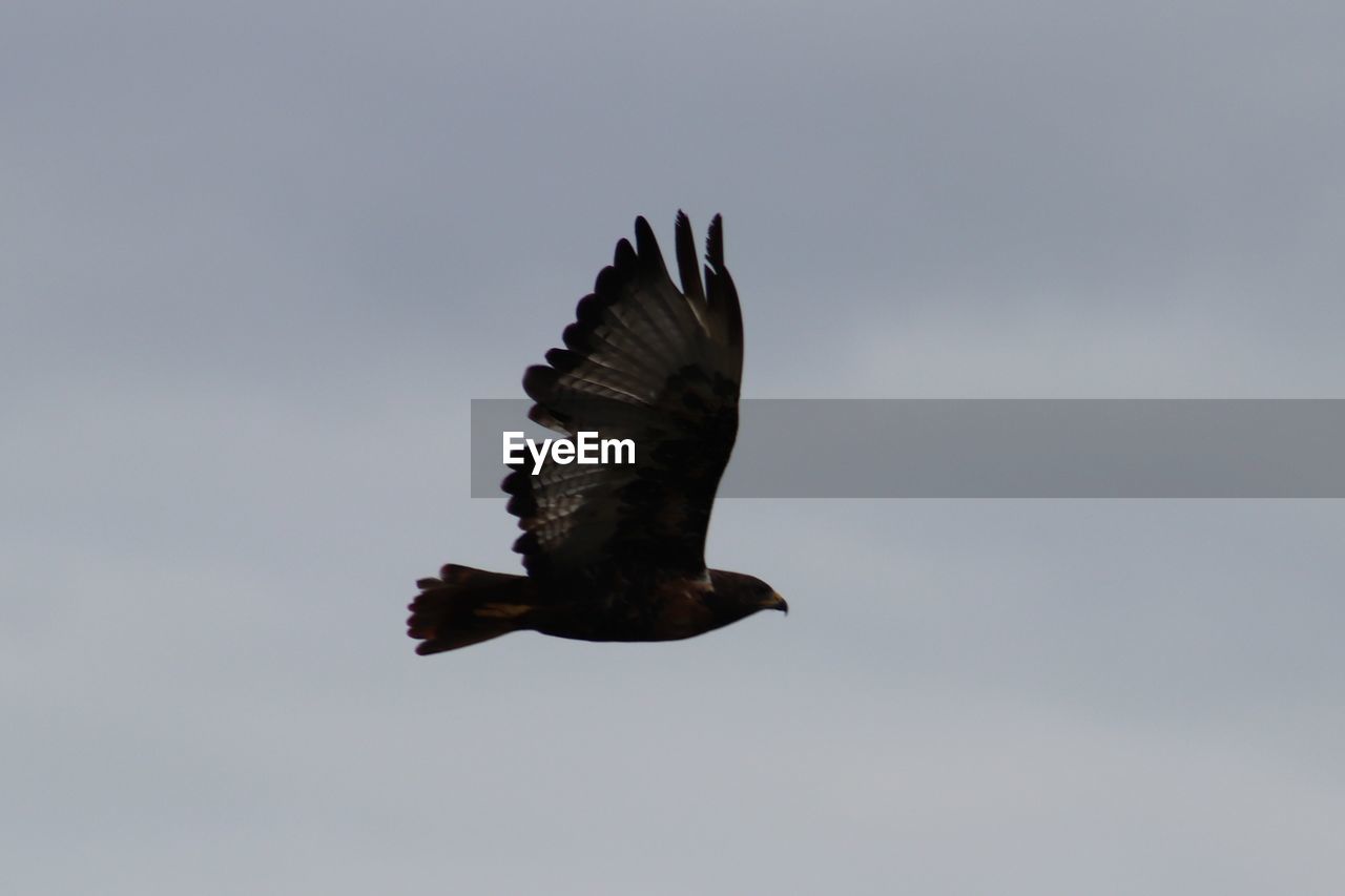 LOW ANGLE VIEW OF EAGLE FLYING AGAINST THE SKY