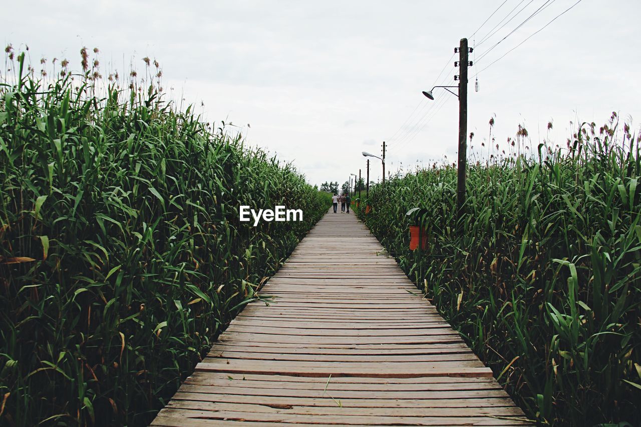 Boardwalk amidst plants against sky