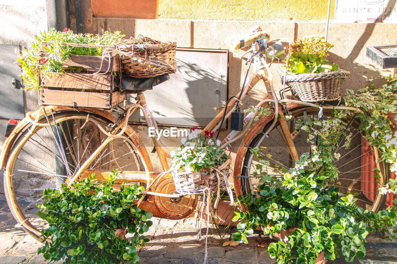plant, bicycle, transportation, potted plant, mode of transportation, nature, basket, architecture, day, no people, growth, land vehicle, flowering plant, flower, building exterior, outdoors, city, vehicle, built structure, bicycle basket, sunlight, container, street, building, yard, wall - building feature