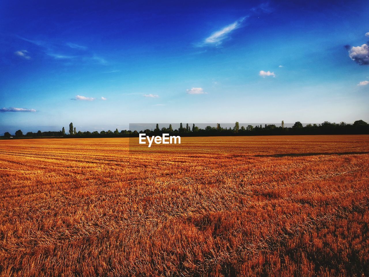 Scenic view of agricultural field against blue sky