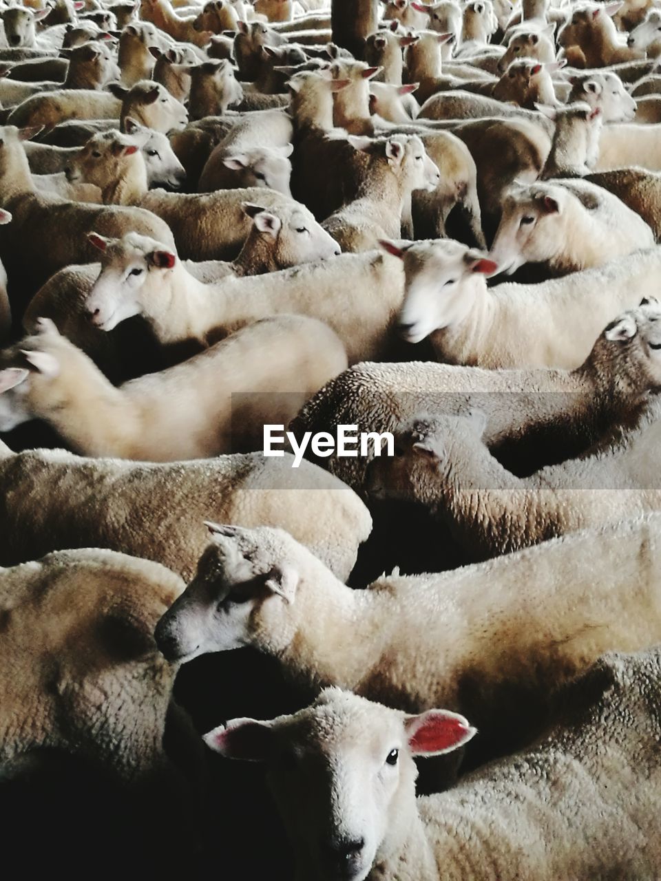 FLOCK OF SHEEP IN A PEN