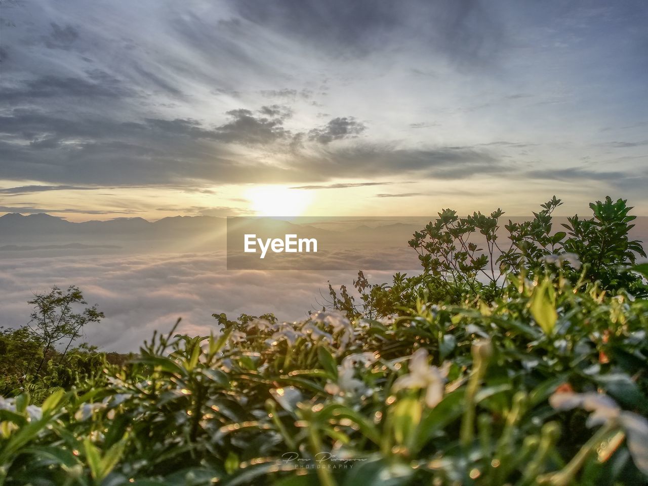 SCENIC VIEW OF FLOWERING PLANTS ON LAND AGAINST SKY