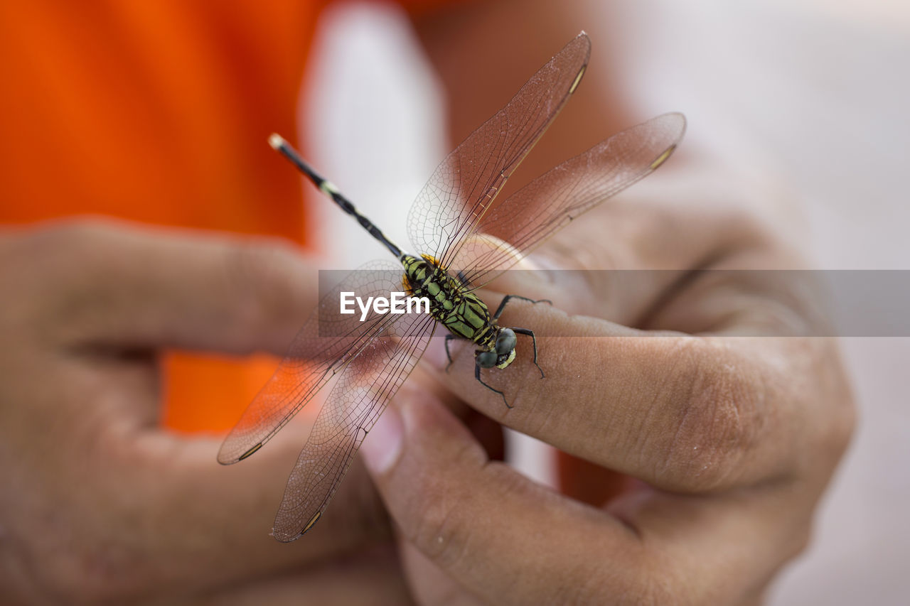 Close-up of hand holding insect