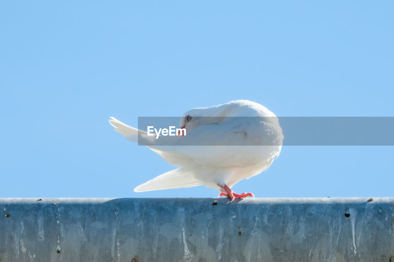 animal themes, animal, bird, animal wildlife, wildlife, one animal, blue, sky, white, gull, clear sky, wing, nature, day, seagull, no people, copy space, beak, water, sunny, outdoors, seabird, perching, sunlight, full length, animal body part, sea