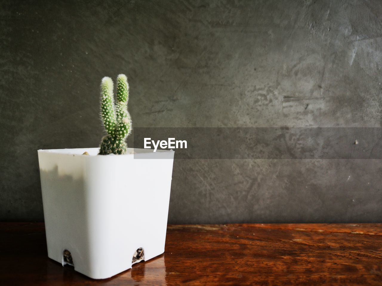 Close-up of potted plant on table against wall