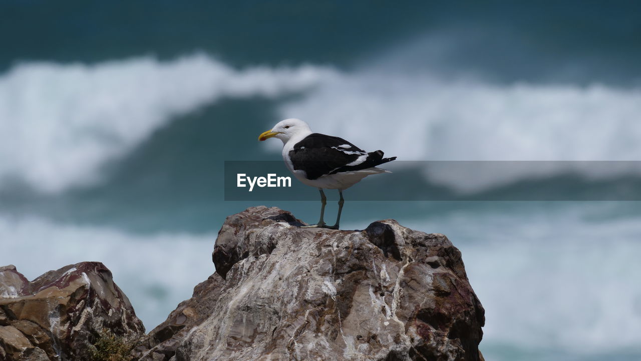 SEAGULL ON ROCK