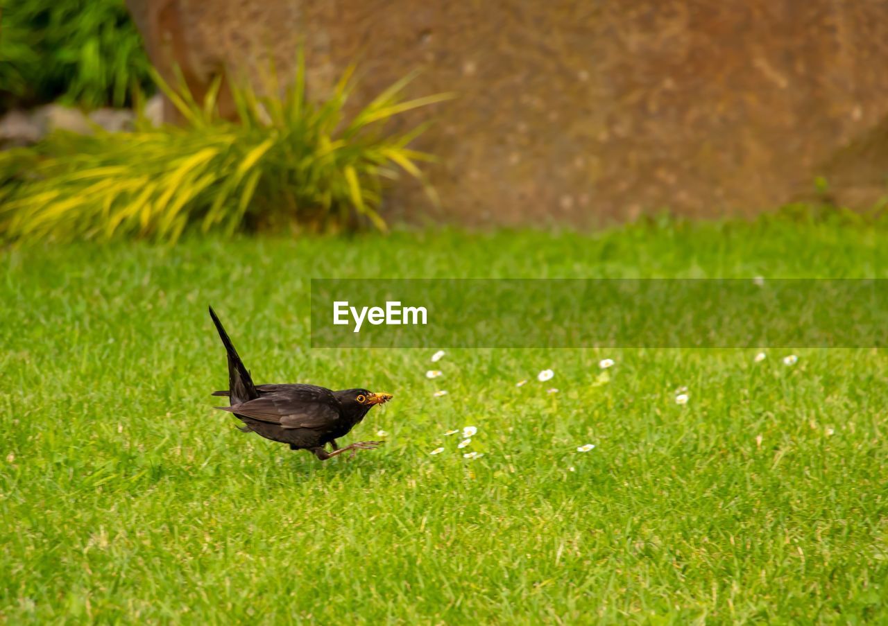 BIRD ON GRASS